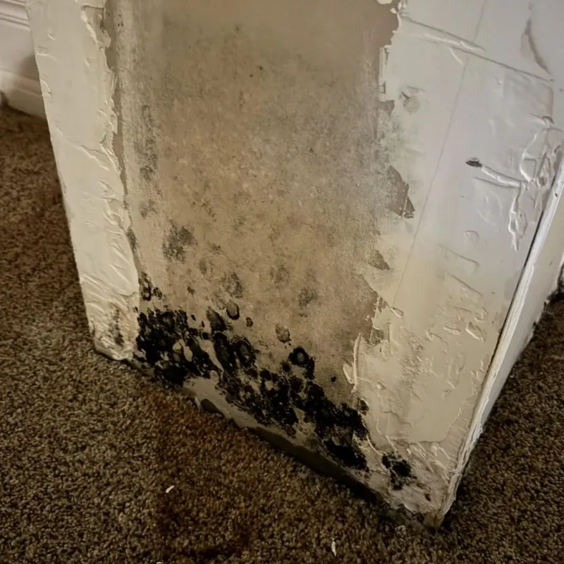 Professional Mold Removal in Hemphill County, TX